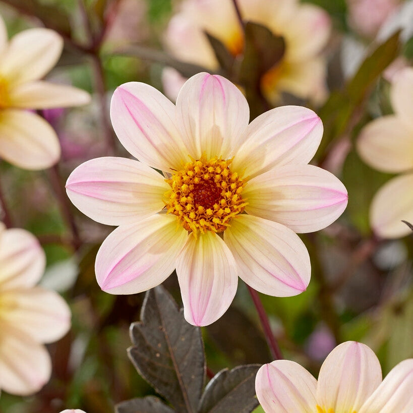 Dahlia Anemon White Cream 1-pack NYHET